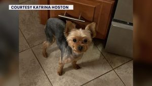 Largo Resident Warns Neighbors After Coyote Snatches Small Yorkie