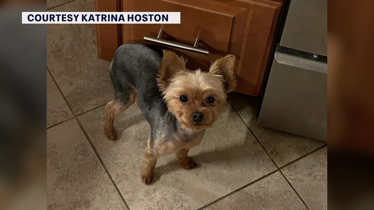 Largo Resident Warns Neighbors After Coyote Snatches Small Yorkie