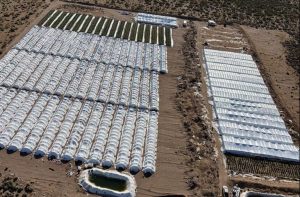 Lassen County Sheriff S Office Seizes 151 000 Illegal Cannabis Plants In Multi A