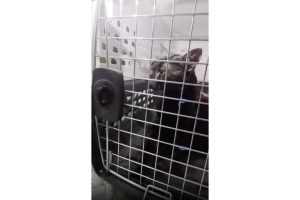 Local Catman Rescues Trapped Cat In Franklin Square After Five Days