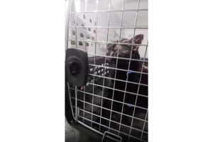 Local Catman Rescues Trapped Cat In Franklin Square After Five Days