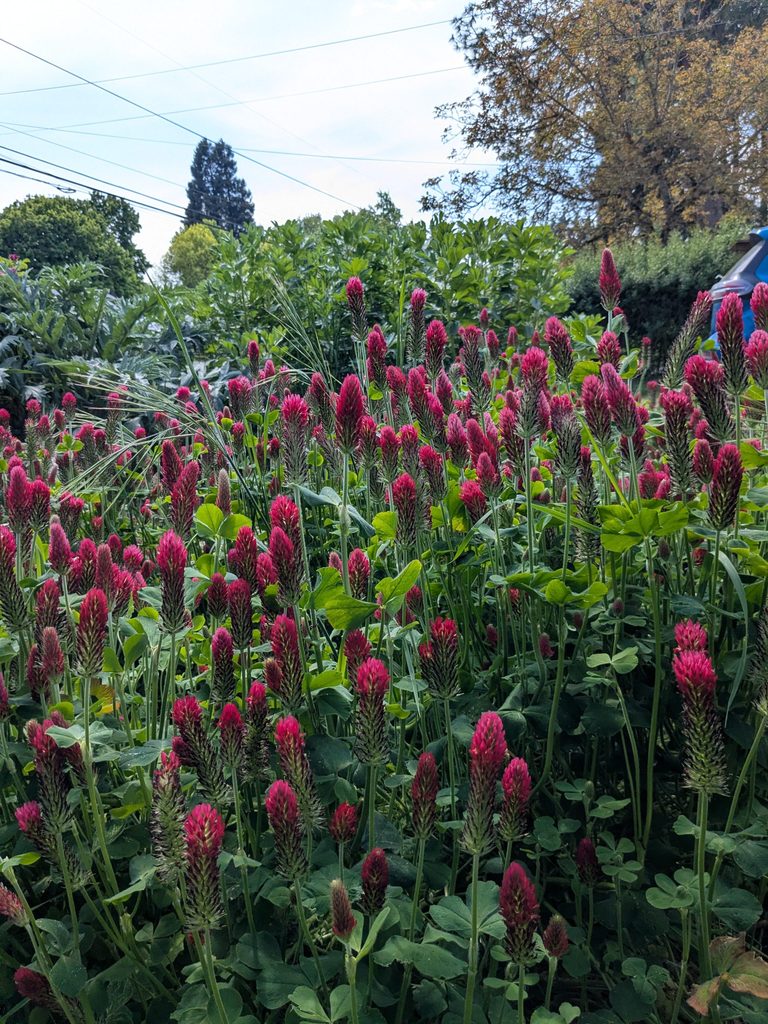 Local Gardeners Urged To Plant Cover Crops For Healthier Soil This Winter
