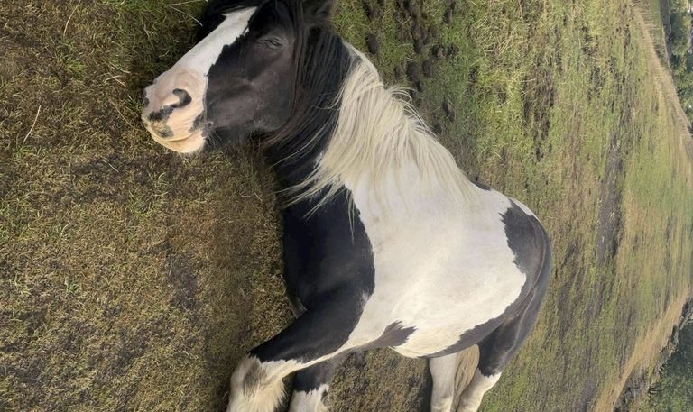 Local Horse Nearly Dies After Campers Feed It Unsafe Scraps In Rochdale