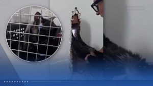 Long Island Rescuer Frees Cat Trapped Upside Down In Wall After Five Days