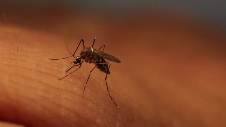 Los Angeles County Vector Control Warns Of Record Mosquito Activity And West Nil