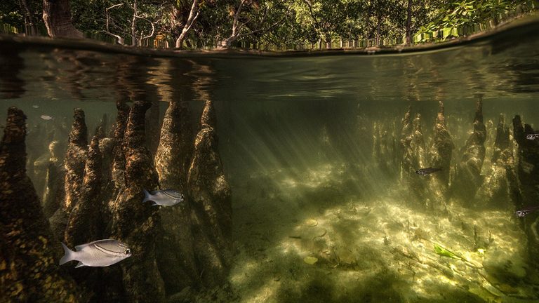 Louisiana Issues New Fish Consumption Advisories For Seven Waterways