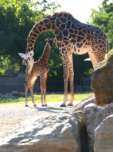 Louisville Zoo Announces Free Admission Days For Seniors And Grandparents
