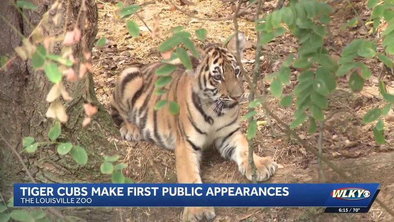 Louisville Zoo Welcomes First Amur Tiger Cubs In 22 Years
