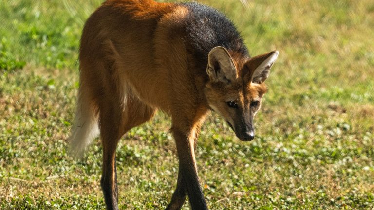 Louisville Zoo Welcomes New Female Maned Wolf Ayla To Its Conservation Family