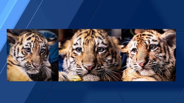 Louisville Zoo Welcomes Three New Amur Tiger Cubs Names Announced