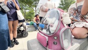 Lower Allston Hosts First Community Cat Stroll Bringing Neighbors Together