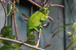 Lubbock Families Invited To Amarillo Lone Star Reptile Expo Sep 19 20
