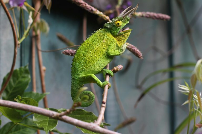 Lubbock Families Invited To Amarillo Lone Star Reptile Expo Sep 19 20