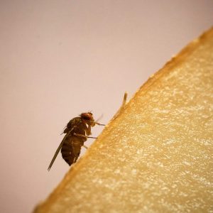 Lubbock Homeowners How To Eliminate Fruit Flies From Your Kitchen