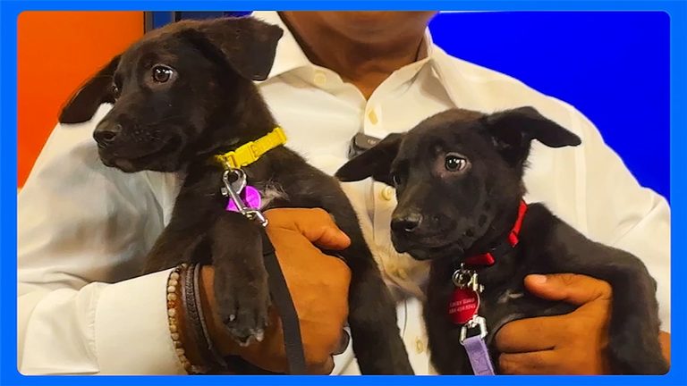 Lucky Dawg Animal Rescue Introduces Scout And Xena Two Shepherd Lab Puppies Read
