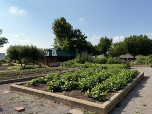 Lynn Institute Rebrands As Lynn Community Impact To Tackle Food Insecurity In Ok