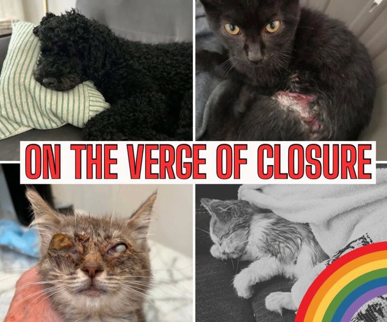 Macomb County Animal Rescue Faces Possible Closure Amid Mounting Medical Costs