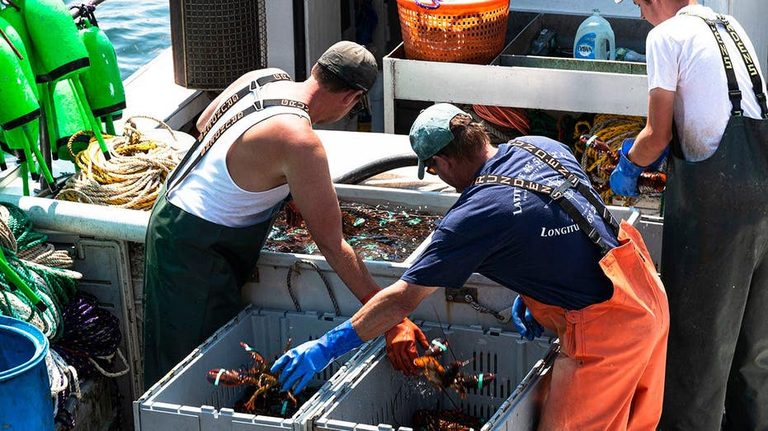 Maine Lobsterman Catches Ultra Rare Cotton Candy Lobster Vows To Donate It