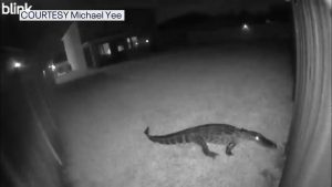 Manatee County Deputies Capture 8 Foot Alligator After Security Camera Alert In