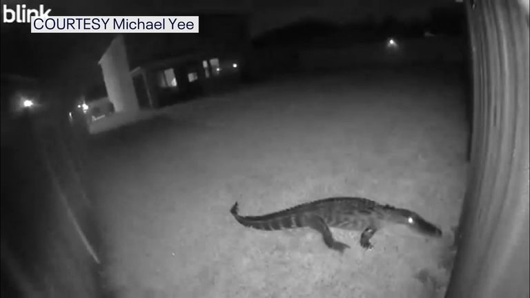 Manatee County Deputies Capture 8 Foot Alligator After Security Camera Alert In