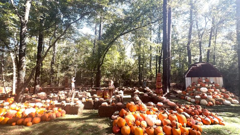 Marshall S Piney Park Launches Fall Festival With Pumpkin Patch And Spooky Trail