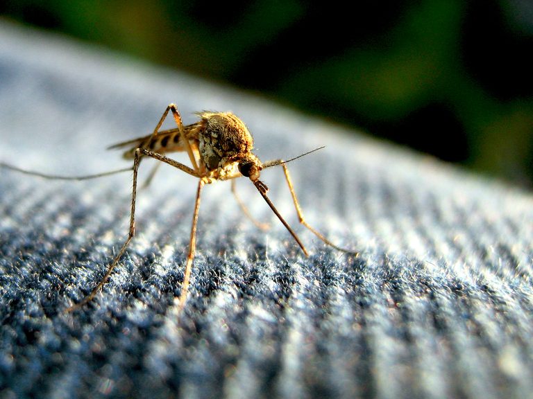 Maryland Sprays For Mosquitoes In Baltimore County And Prince George S Neighborh