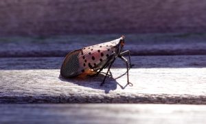Massachusetts Urges Residents To Destroy Spotted Lanternfly Eggs And Bugs