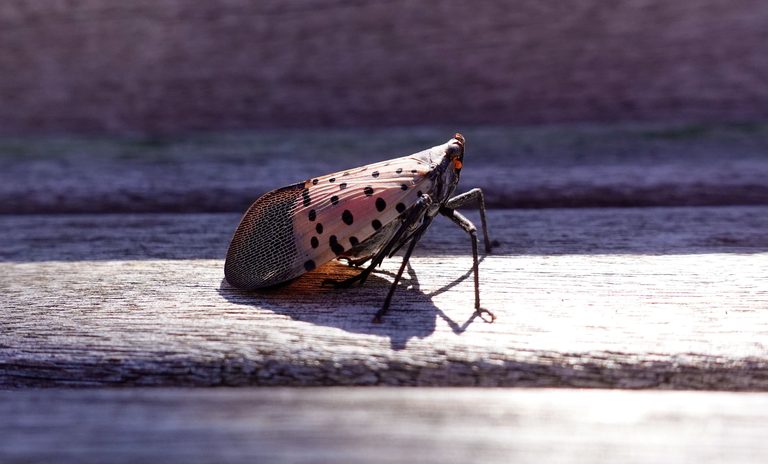 Massachusetts Urges Residents To Destroy Spotted Lanternfly Eggs And Bugs