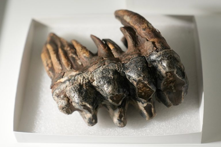 Mastodon Tooth Unearthed In San Mateo County Creek Donated To Stanford