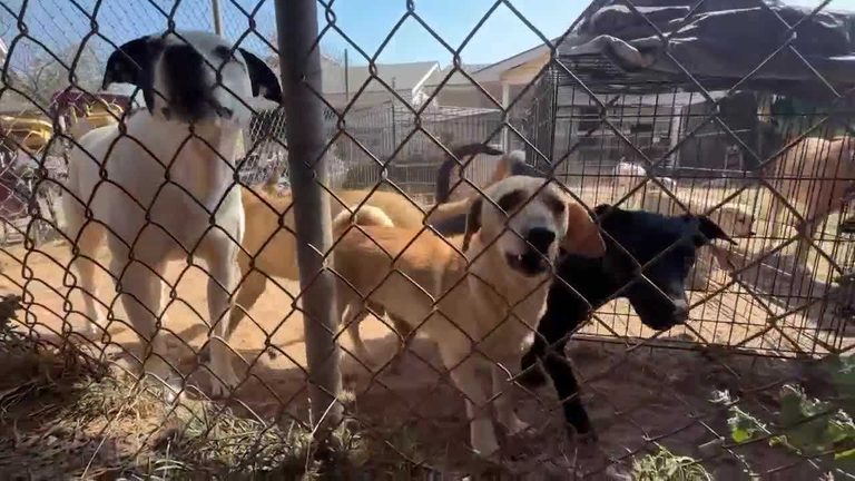 Mcloud Animal Sanctuary Family Seeks Community Help After Fire Renders Home Unli