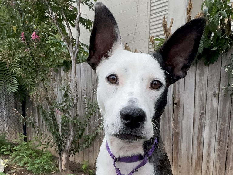 Meet Minnie Friendly Mixed Breed Pup Ready For A Loving Home