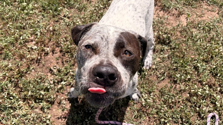 Meet Monshew Adopt A Playful Pit Bull Mix From The Humane Society Of Pikes Peak