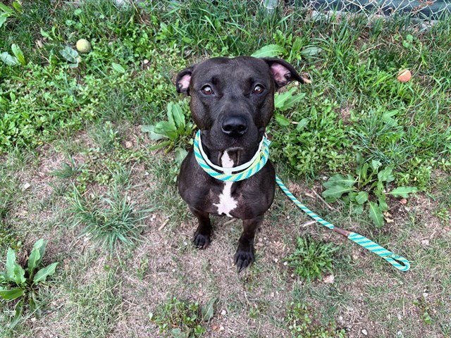 Meet Titan Adoptable American Staffordshire Mix Looking For A Colorado Springs H