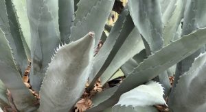 Mezcal Night Raises Funds For Santa Barbara Museum Programs