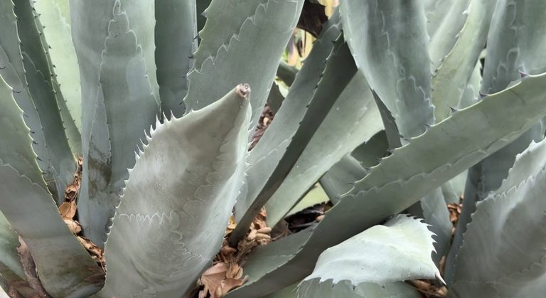 Mezcal Night Raises Funds For Santa Barbara Museum Programs