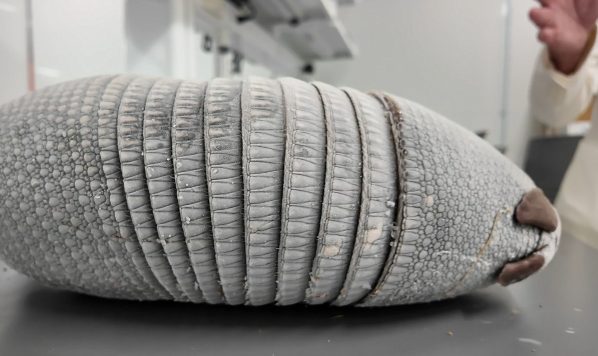 Miami University Documents Ohio S First Natural Armadillo Occurrence