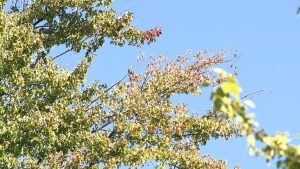 Michigan Fall Foliage Delayed By Dry Summer Maples Set To Peak Early October