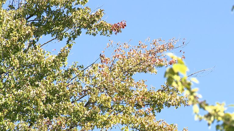 Michigan Fall Foliage Delayed By Dry Summer Maples Set To Peak Early October