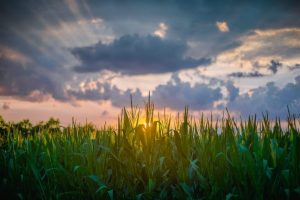 Michigan Farmers Face Tight Budgets As Dry Summer Threatens Harvest