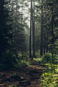 Michigan Groups Urge Comment On Federal Proposal To Lift Roadless Protections On