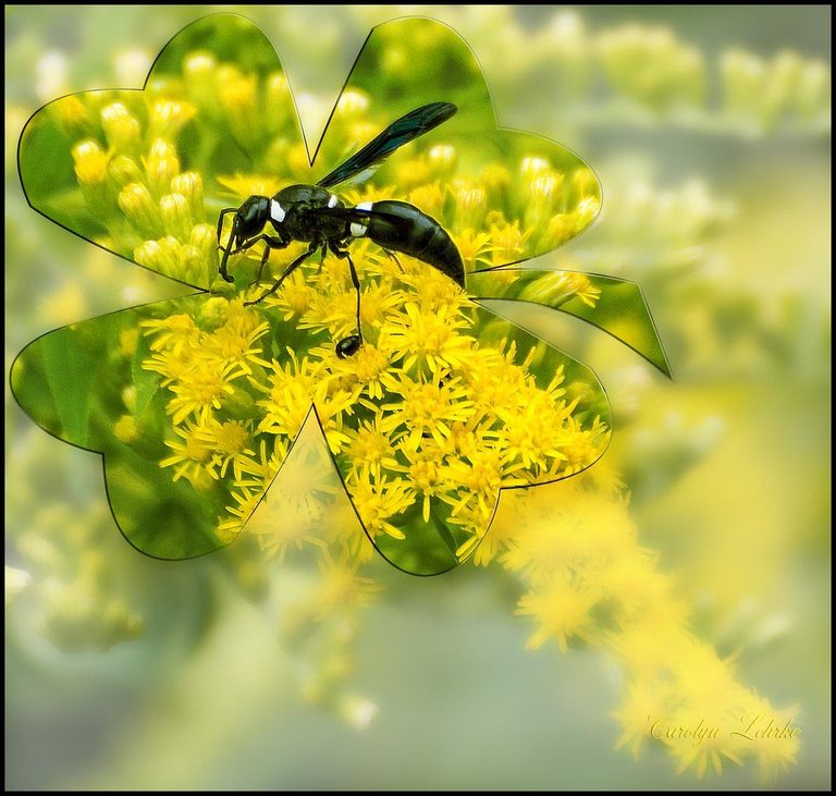 Michigan Researchers Release Parasitic Wasps To Curb Invasive Lily Beetle
