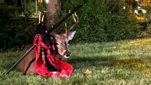 Midland Park Residents Seek Help For Deer Tangled In Netting And Pole