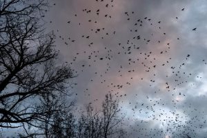 Millions Of Birds Migrate Over Wake County While Half Of Species Decline Worldwi