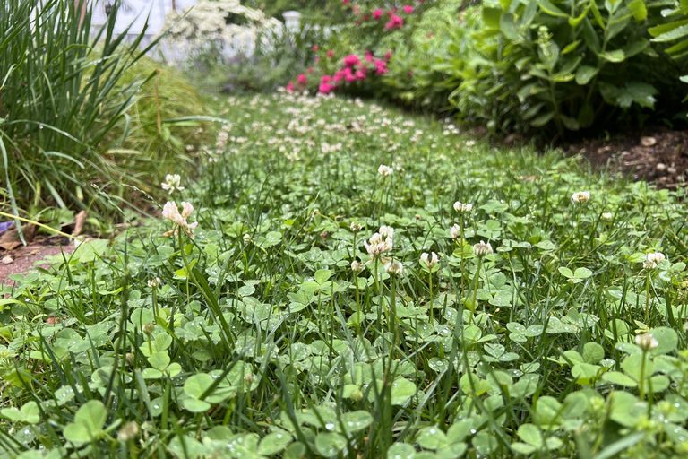 Mini Clover Mixed With Grass Seed Creates A Low Maintenance Drought Tolerant Law
