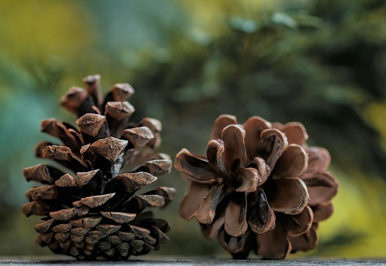 Minnesota Dnr Pays Residents For Red Pine Cones This Fall