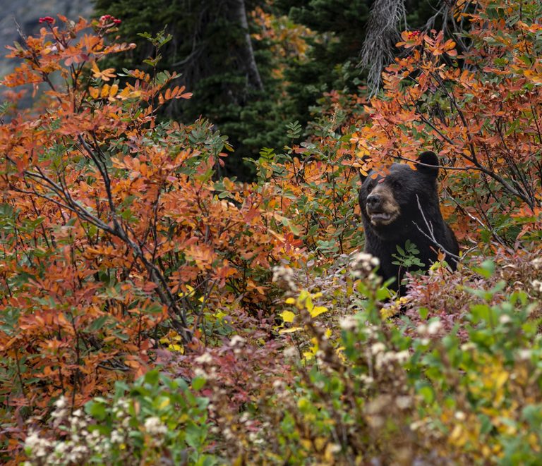 Minnesota Dnr Reports 75 Mortality Rate For Growing Bears In Hunting Season
