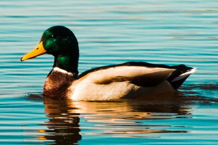 Minnesota Duck Hunting Opener Key Rules And Safety Tips For Saturday