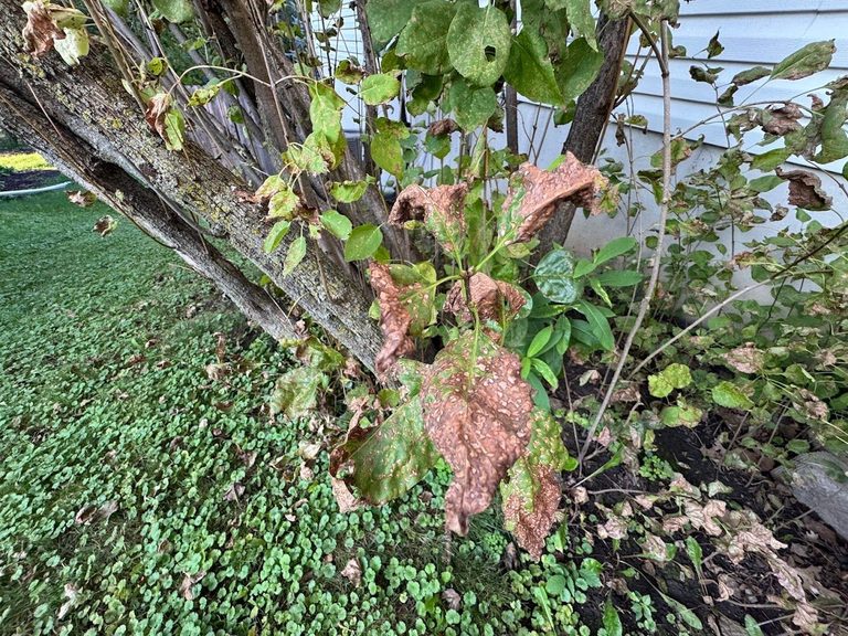 Minnesota Lilacs Browning This Fall What Homeowners Can Do
