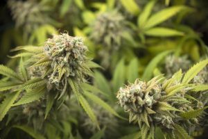 Minnesota S First Year Of Legal Cannabis Generates 250 Million In Sales And 45 6