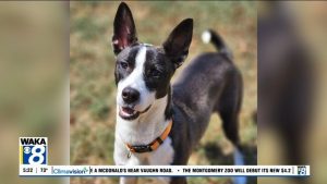 Montgomery Humane Society Highlights Two Adoptable Pets This Week